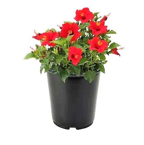 Sinensis Red, Hibiscus Rosa - www.FOP.ae Buy online Best and Healthy Plants and quality products guarantee in Dubai Plants Shop in Dubai Abu Dhabi all over UAE Plants near me Fresh Plants in Dubai where to buy plants in UAE - FOP.ae