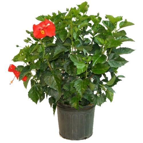 Sinensis Red, Hibiscus Rosa - www.FOP.ae Buy online Best and Healthy Plants and quality products guarantee in Dubai Plants Shop in Dubai Abu Dhabi all over UAE Plants near me Fresh Plants in Dubai where to buy plants in UAE - FOP.ae