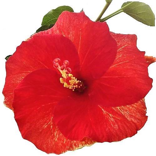 Sinensis Red, Hibiscus Rosa - www.FOP.ae Buy online Best and Healthy Plants and quality products guarantee in Dubai Plants Shop in Dubai Abu Dhabi all over UAE Plants near me Fresh Plants in Dubai where to buy plants in UAE - FOP.ae
