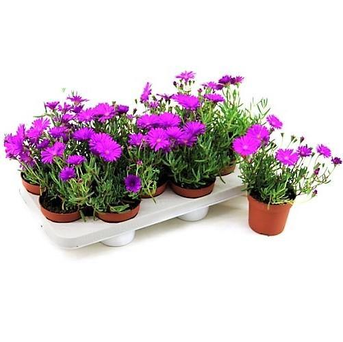 Lampranthus spectabilis, Copiosus (small) - www.FOP.ae Buy online Best and Healthy Plants and quality products guarantee in Dubai Plants Shop in Dubai Abu Dhabi all over UAE Plants near me Fresh Plants in Dubai where to buy plants in UAE - FOP.ae