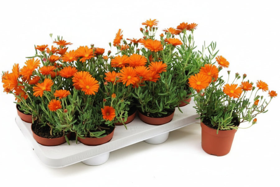 Lampranthus spectabilis, Copiosus (small) - www.FOP.ae Buy online Best and Healthy Plants and quality products guarantee in Dubai Plants Shop in Dubai Abu Dhabi all over UAE Plants near me Fresh Plants in Dubai where to buy plants in UAE - FOP.ae