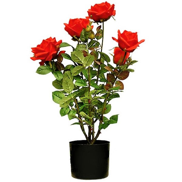 Rose Plant Outdoor - www.FOP.ae Buy online Best and Healthy Plants and quality products guarantee in Dubai Plants Shop in Dubai Abu Dhabi all over UAE Plants near me Fresh Plants in Dubai where to buy plants in UAE - FOP.ae