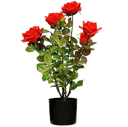Rose Plant Outdoor - www.FOP.ae Buy online Best and Healthy Plants and quality products guarantee in Dubai Plants Shop in Dubai Abu Dhabi all over UAE Plants near me Fresh Plants in Dubai where to buy plants in UAE - FOP.ae
