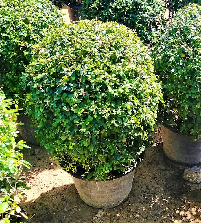 Ehretia Big (Different Shapes) - www.FOP.ae Buy online Best and Healthy Plants and quality products guarantee in Dubai Plants Shop in Dubai Abu Dhabi all over UAE Plants near me Fresh Plants in Dubai where to buy plants in UAE - FOP.ae