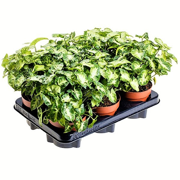 Syngonium Philodendron Arrowhead - www.FOP.ae Buy online Best and Healthy Plants and quality products guarantee in Dubai Plants Shop in Dubai Abu Dhabi all over UAE Plants near me Fresh Plants in Dubai where to buy plants in UAE - FOP.ae