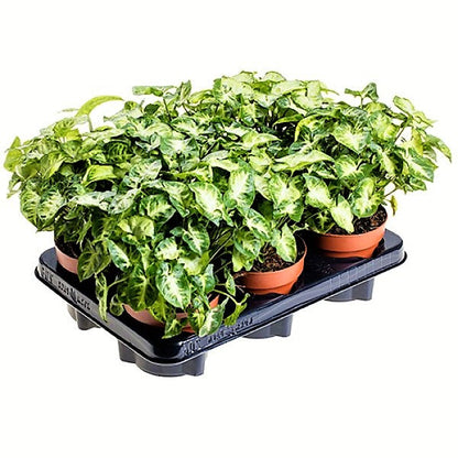 Syngonium Philodendron Arrowhead - www.FOP.ae Buy online Best and Healthy Plants and quality products guarantee in Dubai Plants Shop in Dubai Abu Dhabi all over UAE Plants near me Fresh Plants in Dubai where to buy plants in UAE - FOP.ae