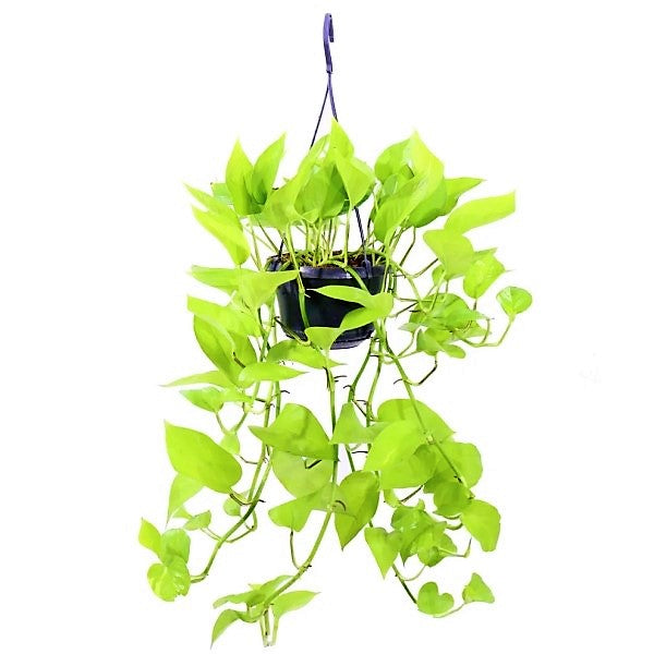 Scindapsus Golden, Golden Money Plant - www.FOP.ae Buy online Best and Healthy Plants and quality products guarantee in Dubai Plants Shop in Dubai Abu Dhabi all over UAE Plants near me Fresh Plants in Dubai where to buy plants in UAE - FOP.ae