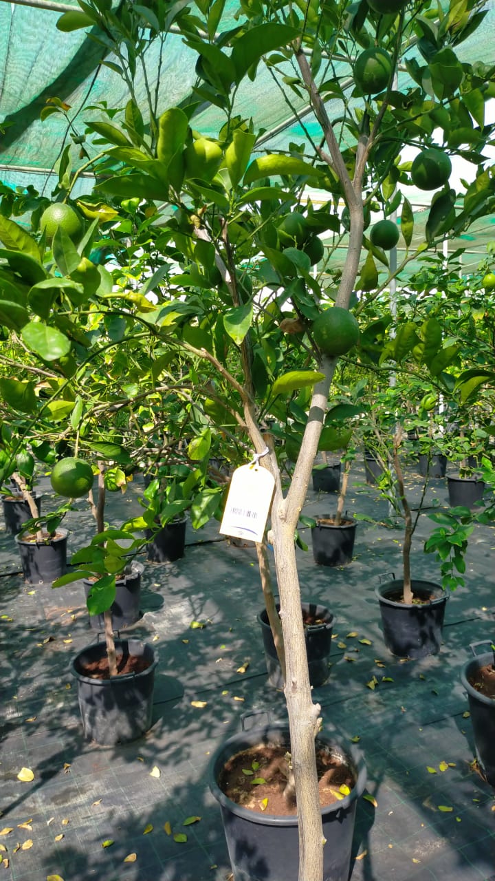 Citrus orange, Abu Surra, Orange Tree - www.FOP.ae Buy online Best and Healthy Plants and quality products guarantee in Dubai Plants Shop in Dubai Abu Dhabi all over UAE Plants near me Fresh Plants in Dubai where to buy plants in UAE - FOP.ae