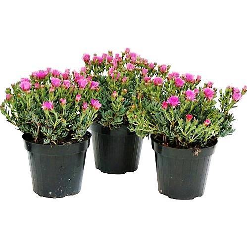 Lampranthus spectabilis, Copiosus (small) - www.FOP.ae Buy online Best and Healthy Plants and quality products guarantee in Dubai Plants Shop in Dubai Abu Dhabi all over UAE Plants near me Fresh Plants in Dubai where to buy plants in UAE - FOP.ae
