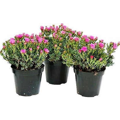 Lampranthus spectabilis, Copiosus (small) - www.FOP.ae Buy online Best and Healthy Plants and quality products guarantee in Dubai Plants Shop in Dubai Abu Dhabi all over UAE Plants near me Fresh Plants in Dubai where to buy plants in UAE - FOP.ae