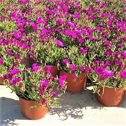 Lampranthus spectabilis, Copiosus (small) - www.FOP.ae Buy online Best and Healthy Plants and quality products guarantee in Dubai Plants Shop in Dubai Abu Dhabi all over UAE Plants near me Fresh Plants in Dubai where to buy plants in UAE - FOP.ae