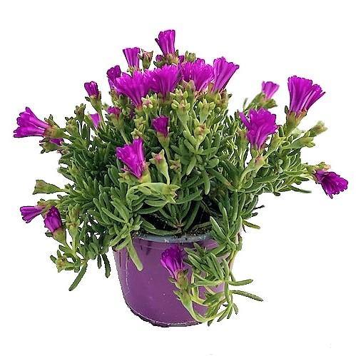 Lampranthus spectabilis, Copiosus (small) - www.FOP.ae Buy online Best and Healthy Plants and quality products guarantee in Dubai Plants Shop in Dubai Abu Dhabi all over UAE Plants near me Fresh Plants in Dubai where to buy plants in UAE - FOP.ae