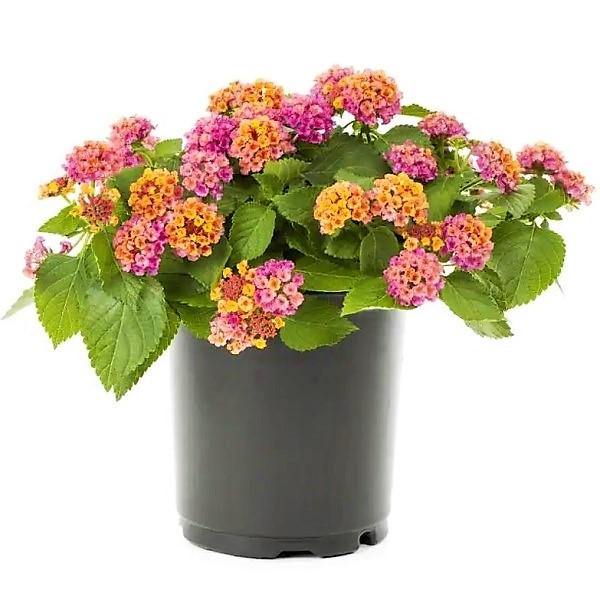 Lantana Camara Pink - www.FOP.ae Buy online Best and Healthy Plants and quality products guarantee in Dubai Plants Shop in Dubai Abu Dhabi all over UAE Plants near me Fresh Plants in Dubai where to buy plants in UAE - FOP.ae