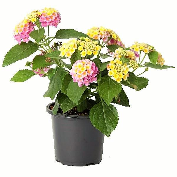 Lantana Camara Pink - www.FOP.ae Buy online Best and Healthy Plants and quality products guarantee in Dubai Plants Shop in Dubai Abu Dhabi all over UAE Plants near me Fresh Plants in Dubai where to buy plants in UAE - FOP.ae