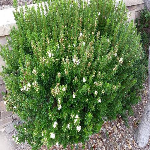 ‎Myrtle, Myrtus Communis - www.FOP.ae Buy online Best and Healthy Plants and quality products guarantee in Dubai Plants Shop in Dubai Abu Dhabi all over UAE Plants near me Fresh Plants in Dubai where to buy plants in UAE - FOP.ae