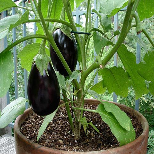 Eggplant - www.FOP.ae Buy online Best and Healthy Plants and quality products guarantee in Dubai Plants Shop in Dubai Abu Dhabi all over UAE Plants near me Fresh Plants in Dubai where to buy plants in UAE - FOP.ae