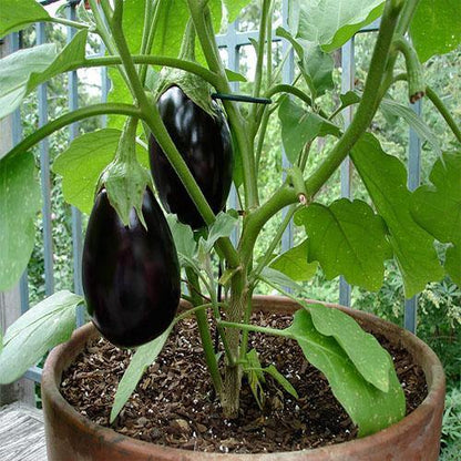 Eggplant - www.FOP.ae Buy online Best and Healthy Plants and quality products guarantee in Dubai Plants Shop in Dubai Abu Dhabi all over UAE Plants near me Fresh Plants in Dubai where to buy plants in UAE - FOP.ae