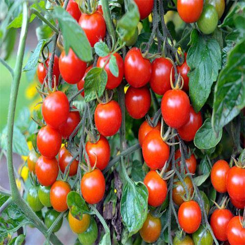 Cherry Tomato Plant - www.FOP.ae Buy online Best and Healthy Plants and quality products guarantee in Dubai Plants Shop in Dubai Abu Dhabi all over UAE Plants near me Fresh Plants in Dubai where to buy plants in UAE - FOP.ae