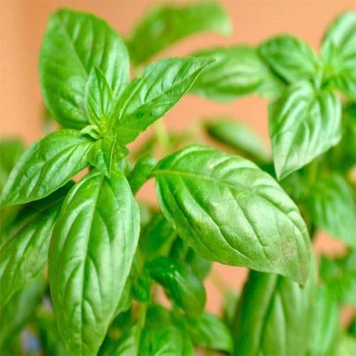 Ocimum Basilicum, Sweet Basil, Sweet Genovese - www.FOP.ae Buy online Best and Healthy Plants and quality products guarantee in Dubai Plants Shop in Dubai Abu Dhabi all over UAE Plants near me Fresh Plants in Dubai where to buy plants in UAE - FOP.ae