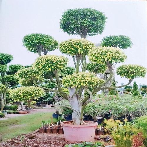 Ficus Multi Head - www.FOP.ae Buy online Best and Healthy Plants and quality products guarantee in Dubai Plants Shop in Dubai Abu Dhabi all over UAE Plants near me Fresh Plants in Dubai where to buy plants in UAE - FOP.ae