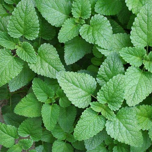 Melissa, Balm Mint - www.FOP.ae Buy online Best and Healthy Plants and quality products guarantee in Dubai Plants Shop in Dubai Abu Dhabi all over UAE Plants near me Fresh Plants in Dubai where to buy plants in UAE - FOP.ae