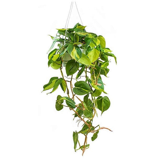 Scindapsus Brasil - www.FOP.ae Buy online Best and Healthy Plants and quality products guarantee in Dubai Plants Shop in Dubai Abu Dhabi all over UAE Plants near me Fresh Plants in Dubai where to buy plants in UAE - FOP.ae