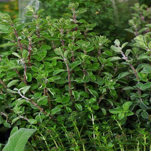 Sweet Marjoram - www.FOP.ae Buy online Best and Healthy Plants and quality products guarantee in Dubai Plants Shop in Dubai Abu Dhabi all over UAE Plants near me Fresh Plants in Dubai where to buy plants in UAE - FOP.ae