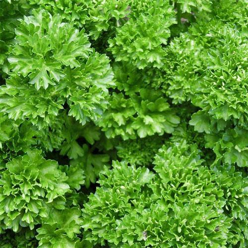 Parsley Plant - www.FOP.ae Buy online Best and Healthy Plants and quality products guarantee in Dubai Plants Shop in Dubai Abu Dhabi all over UAE Plants near me Fresh Plants in Dubai where to buy plants in UAE - FOP.ae