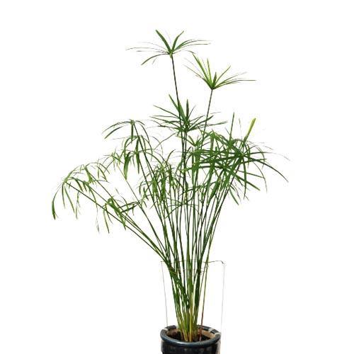 Cyperus Alternifolius, Umbrella Papyrus - www.FOP.ae Buy online Best and Healthy Plants and quality products guarantee in Dubai Plants Shop in Dubai Abu Dhabi all over UAE Plants near me Fresh Plants in Dubai where to buy plants in UAE - FOP.ae