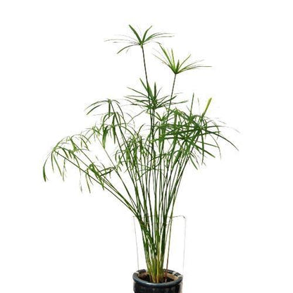 Cyperus Alternifolius, Umbrella Papyrus - www.FOP.ae Buy online Best and Healthy Plants and quality products guarantee in Dubai Plants Shop in Dubai Abu Dhabi all over UAE Plants near me Fresh Plants in Dubai where to buy plants in UAE - FOP.ae