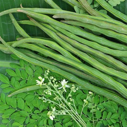 Moringa Oleifera, Drum Stick - www.FOP.ae Buy online Best and Healthy Plants and quality products guarantee in Dubai Plants Shop in Dubai Abu Dhabi all over UAE Plants near me Fresh Plants in Dubai where to buy plants in UAE - FOP.ae