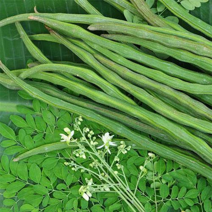 Moringa Oleifera, Drum Stick - www.FOP.ae Buy online Best and Healthy Plants and quality products guarantee in Dubai Plants Shop in Dubai Abu Dhabi all over UAE Plants near me Fresh Plants in Dubai where to buy plants in UAE - FOP.ae