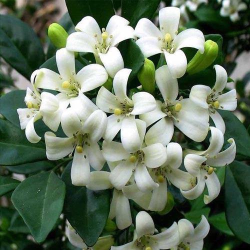 Murraya paniculata, Orange, Thai Jasmine - www.FOP.ae Buy online Best and Healthy Plants and quality products guarantee in Dubai Plants Shop in Dubai Abu Dhabi all over UAE Plants near me Fresh Plants in Dubai where to buy plants in UAE - FOP.ae
