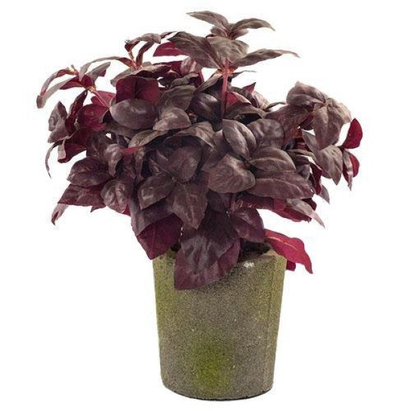 Alternanthera, Purple Knight (small) - www.FOP.ae Buy online Best and Healthy Plants and quality products guarantee in Dubai Plants Shop in Dubai Abu Dhabi all over UAE Plants near me Fresh Plants in Dubai where to buy plants in UAE - FOP.ae