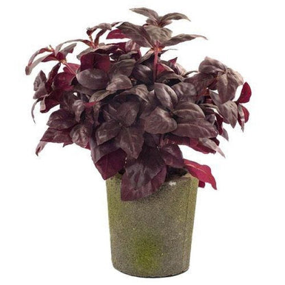 Alternanthera, Purple Knight (small) - www.FOP.ae Buy online Best and Healthy Plants and quality products guarantee in Dubai Plants Shop in Dubai Abu Dhabi all over UAE Plants near me Fresh Plants in Dubai where to buy plants in UAE - FOP.ae