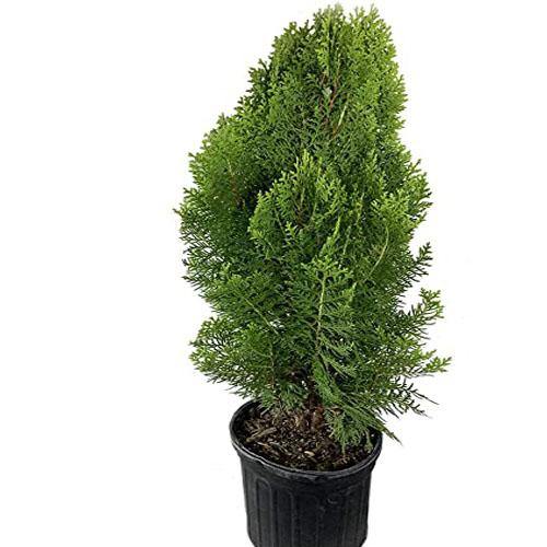Thuja Orientalis - www.FOP.ae Buy online Best and Healthy Plants and quality products guarantee in Dubai Plants Shop in Dubai Abu Dhabi all over UAE Plants near me Fresh Plants in Dubai where to buy plants in UAE - FOP.ae