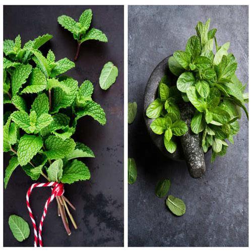 Mint Plant, Mentha - www.FOP.ae Buy online Best and Healthy Plants and quality products guarantee in Dubai Plants Shop in Dubai Abu Dhabi all over UAE Plants near me Fresh Plants in Dubai where to buy plants in UAE - FOP.ae