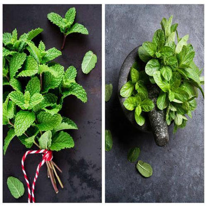 Mint Plant, Mentha - www.FOP.ae Buy online Best and Healthy Plants and quality products guarantee in Dubai Plants Shop in Dubai Abu Dhabi all over UAE Plants near me Fresh Plants in Dubai where to buy plants in UAE - FOP.ae