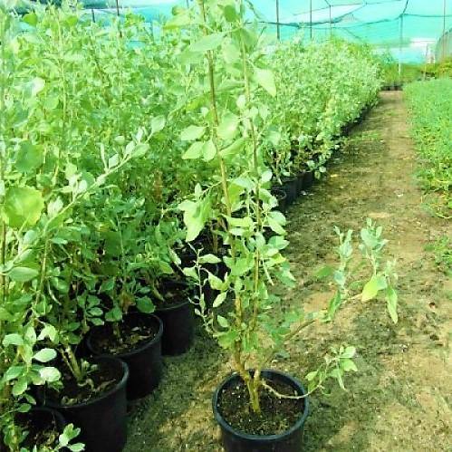 Atriplex halimus, Salt Bush - www.FOP.ae Buy online Best and Healthy Plants and quality products guarantee in Dubai Plants Shop in Dubai Abu Dhabi all over UAE Plants near me Fresh Plants in Dubai where to buy plants in UAE - FOP.ae
