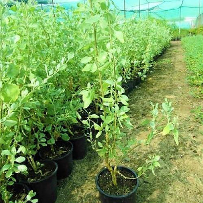 Atriplex halimus, Salt Bush - www.FOP.ae Buy online Best and Healthy Plants and quality products guarantee in Dubai Plants Shop in Dubai Abu Dhabi all over UAE Plants near me Fresh Plants in Dubai where to buy plants in UAE - FOP.ae