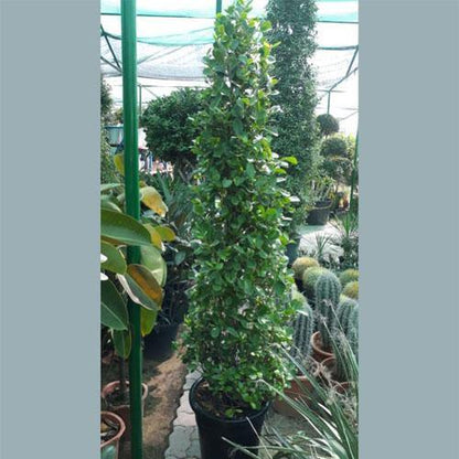 Ficus Diversifolia Cone Shape - www.FOP.ae Buy online Best and Healthy Plants and quality products guarantee in Dubai Plants Shop in Dubai Abu Dhabi all over UAE Plants near me Fresh Plants in Dubai where to buy plants in UAE - FOP.ae