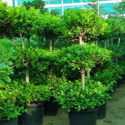 Ficus Diversifolia Two Heads - www.FOP.ae Buy online Best and Healthy Plants and quality products guarantee in Dubai Plants Shop in Dubai Abu Dhabi all over UAE Plants near me Fresh Plants in Dubai where to buy plants in UAE - FOP.ae