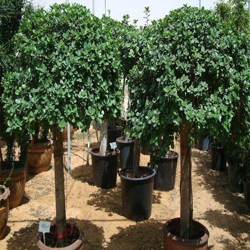 Ficus Diversifolia Rounded - www.FOP.ae Buy online Best and Healthy Plants and quality products guarantee in Dubai Plants Shop in Dubai Abu Dhabi all over UAE Plants near me Fresh Plants in Dubai where to buy plants in UAE - FOP.ae