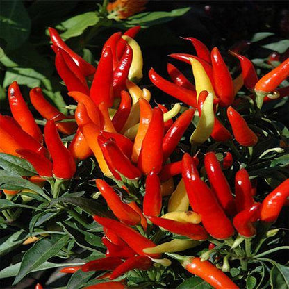 Ornamental Pepper Plant - www.FOP.ae Buy online Best and Healthy Plants and quality products guarantee in Dubai Plants Shop in Dubai Abu Dhabi all over UAE Plants near me Fresh Plants in Dubai where to buy plants in UAE - FOP.ae