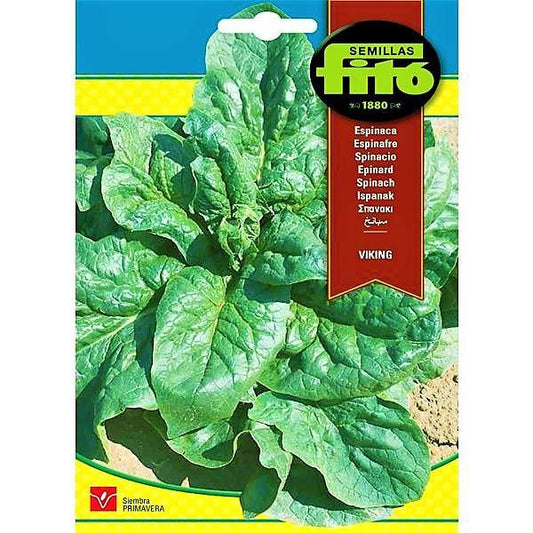 Spinach Viking Seeds - www.FOP.ae Buy online Best and Healthy Plants and quality products guarantee in Dubai Plants Shop in Dubai Abu Dhabi all over UAE Plants near me Fresh Plants in Dubai where to buy plants in UAE - FOP.ae