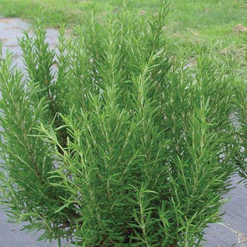 Rosmarinus Officialis, Rosemary Herb Outdoor - www.FOP.ae Buy online Best and Healthy Plants and quality products guarantee in Dubai Plants Shop in Dubai Abu Dhabi all over UAE Plants near me Fresh Plants in Dubai where to buy plants in UAE - FOP.ae