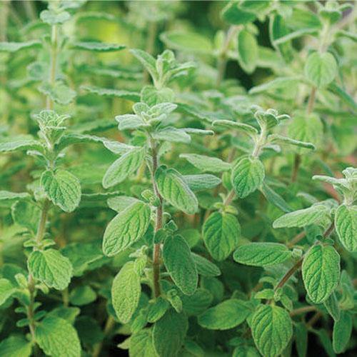 Zaatar Herb Thyme - www.FOP.ae Buy online Best and Healthy Plants and quality products guarantee in Dubai Plants Shop in Dubai Abu Dhabi all over UAE Plants near me Fresh Plants in Dubai where to buy plants in UAE - FOP.ae