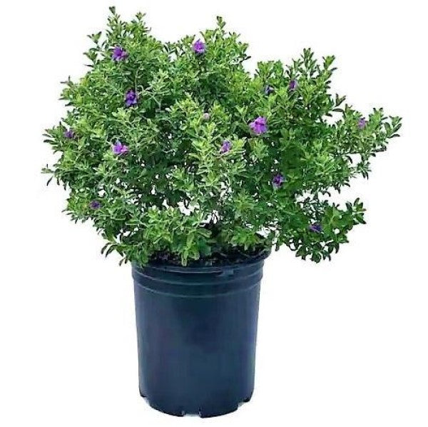 Leucophyllum Frutescens, Texas Sage - www.FOP.ae Buy online Best and Healthy Plants and quality products guarantee in Dubai Plants Shop in Dubai Abu Dhabi all over UAE Plants near me Fresh Plants in Dubai where to buy plants in UAE - FOP.ae