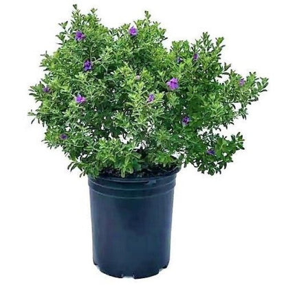 Leucophyllum Frutescens, Texas Sage - www.FOP.ae Buy online Best and Healthy Plants and quality products guarantee in Dubai Plants Shop in Dubai Abu Dhabi all over UAE Plants near me Fresh Plants in Dubai where to buy plants in UAE - FOP.ae