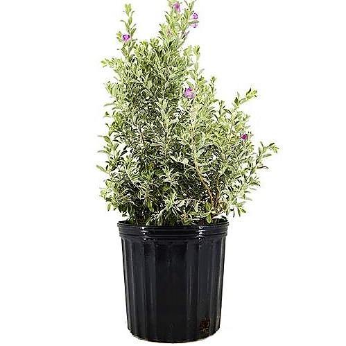 Leucophyllum Frutescens, Texas Sage - www.FOP.ae Buy online Best and Healthy Plants and quality products guarantee in Dubai Plants Shop in Dubai Abu Dhabi all over UAE Plants near me Fresh Plants in Dubai where to buy plants in UAE - FOP.ae